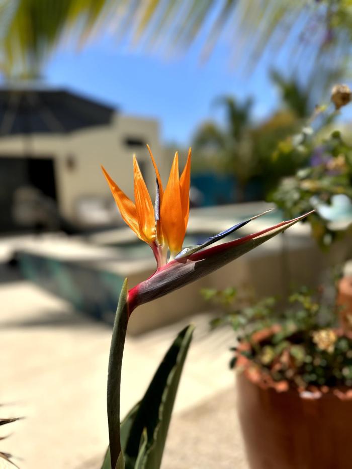 Casa Pescadero Paradise 26