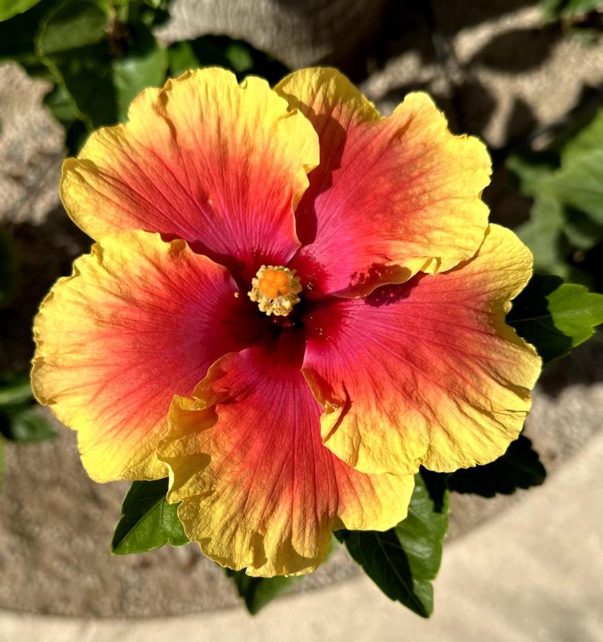 Casa Pescadero Paradise 27